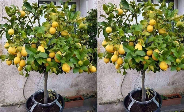 شجرة الليمون القزمي .. تثمر إبتداءً من السنة الأولى من غرسها وانتاجها غزير